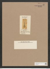 Navicula biconstricta Grove et Sturt. (de-Toni-Nr.: Genus 1, Species 17) Zeichnungen Sammlung Grunow Nr. 55 (NHMW-BOT-W0366246)